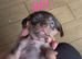 Chichi X miniature Wirehaired Dachshund puppies DNA health checked parents