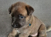 Belgian malinois x german Shepherd puppie last one
