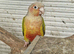Breading pair of conour