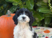 TOY COCKAPOO FEMALE AVAILABLE