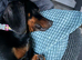 Miniature dachshund