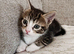 Beautiful kittens