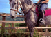 Selling my beautiful gelding Stan, 6 year old AES Warmblood, 15.3hh.