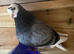 Birmingham rollers pigeons