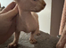 sphynx and bambino