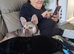 2 year old French bulldog for sale