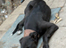 Saluki cross