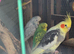 Avairy normal grey bird