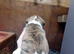 Beautiful bull whippet pups
