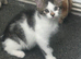 2 male kittens for sale