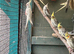 Cockatiels babies ready for new homes.