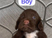 Working cocker spaniel puppy&rsquo;s