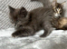Beautiful Maine Coon kittens