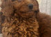 Gorgeous goldendoodle puppies