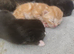 Kittens x 4