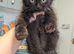 Persian x Ragdoll mix