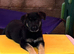 German shepherd pup