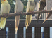 Fallow hen cockatiel