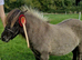 Shetland stallion at stud