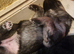 Really Beautiful tri colour German Shepherd puppies.