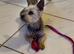 Yorkshire terrier girl