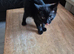 Pure black male kitten
