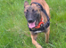 1 year old mali looking for a home
