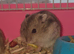 Baby Russian Hamsters