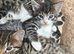4 male Bengal x kittens for sale