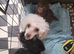 Toy Poodles for sale