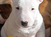 Beautiful English Bull Terrier Puppies