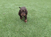 30+ champion spaniel puppies