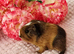 Baby sow available