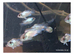 Electric Blue Acara fish