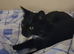 LOST CAT