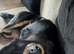 Rottweiler rehome
