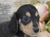 KC Miniature Dachshund Long Coat Puppies
