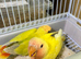 Lovebirds for sale