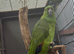 Breeding pair of yellow naped amazons