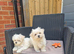 Maltese puppy