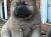 Kc registered chow chow puppies