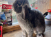 Female Blue otter lop