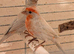 Pair of opal Mexican house finches