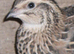 10 FEMALE Japanese and Italian gold quail for sale