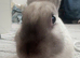 Grey and white bunny