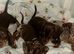 Dachshund puppies