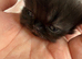 Chocolate & Black Exotic Shorthair Kittens Available