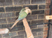 Conure parakeets for sale?