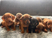 Miniature Dachshund