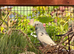 Young Aviary Reared Budgies